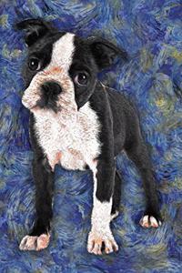 Boston Terrier