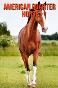 American Quarter Horse