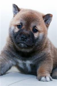 Puppy