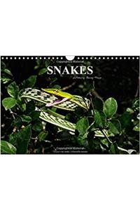 Snakes / UK-Version 2018