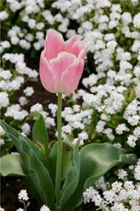 A Pink Tulip Flower Journal