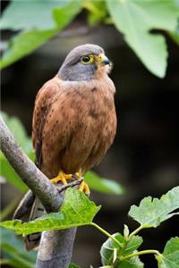 Kestrel Hawk Raptor Bird Journal