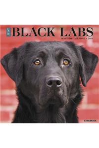 Just Black Labs 2019 Wall Calendar (Dog Breed Calendar)