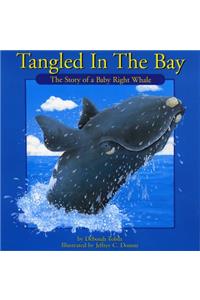 Tangled in the Bay