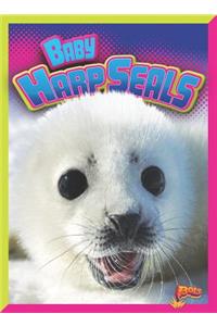 Baby Harp Seals