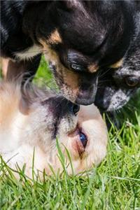 I Got You Pinned, Chihuahua Dogs Playing Journal