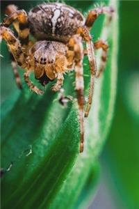 Spider Notebook