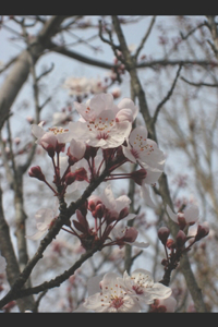 The Time of the LORD's Favor Has Come