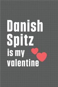 Danish Spitz is my valentine
