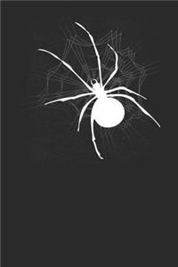 The Spider