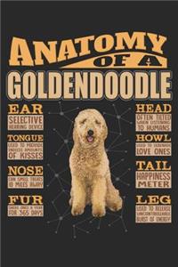 Anatomy Of A Goldendoodle