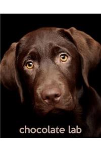 Chocolate Lab