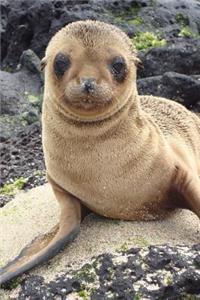 Baby Sea Lion Animal Journal