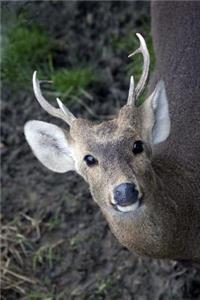 Horned Deer in the Forest Animal Journal