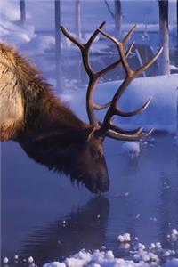 Winter Elk Journal