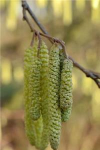 Hazelnut Tree Blooms Journal
