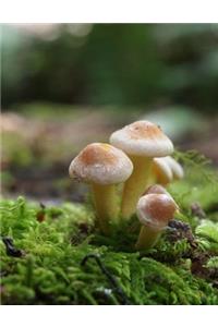 Tiny Toadstool Journal