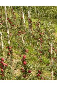 Apple Notebook Large Size 8.5 x 11 Ruled 150 Pages Softcover