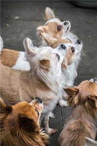 Chihuahua Pack Journal
