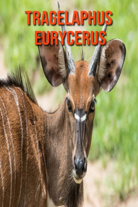 Tragelaphus eurycerus