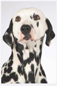 Dalmatiner Notizbuch