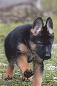 German Shepherd Puppy in the Grass Journal