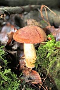 Chestnut Cap Mushroom Journal