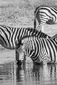 Drinking Zebra Journal: 150 Page Lined Notebook/Diary
