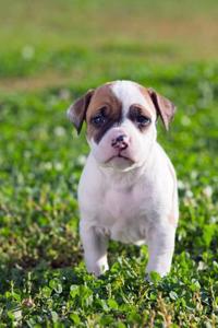 American Staffordshire Terrier Puppy Dog in the Grass Journal