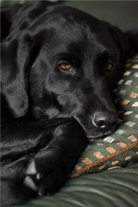 So Sweet Black Labrador Retriever Dog Pet Journal