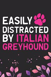 Easily Distracted by Italian Greyhound