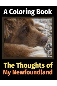 Thoughts of My Newfoundland