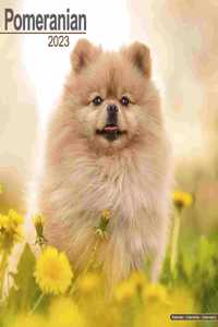 Pomeranian 2023 Wall Calendar