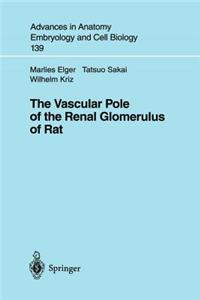 Vascular Pole of the Renal Glomerulus of Rat