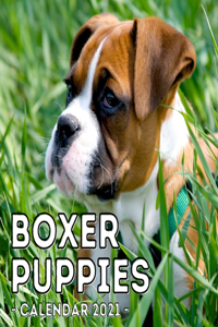Boxer Puppies Calendar 2021