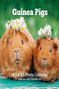 Guinea Pigs 8.5 X 8.5 Calendar September 2020 -December 2021