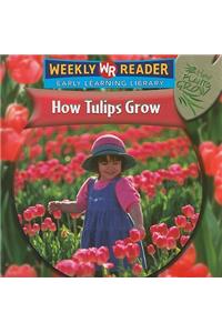 How Tulips Grow