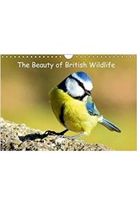 Beauty of British Wildlife 2018