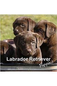 Labrador Retriever Puppies 2018