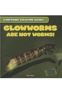 Glowworms Are Not Worms!