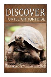 Turtle Or Tortoise - Discover