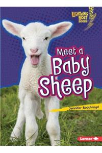 Meet a Baby Sheep
