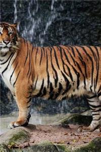 MindBlowing Cute Big Cats Journal 6