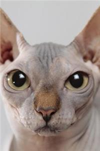 Say Hello to the Sphinx Cat Journal