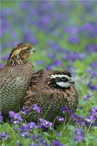 Two Northern Quail Birds Among the Purple Flowers Journal