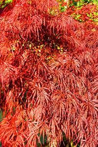 2020 Weekly Planner Beautiful Japanese Maple Tree 134 Pages