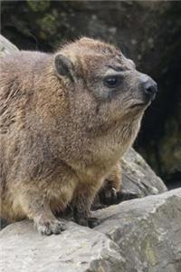 Super Cute Procavia Capensis Cape Hyrax on the Lookout Rock Journal