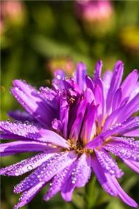 Beautiful Symphyotrichum Flower Covered in Dew Journal