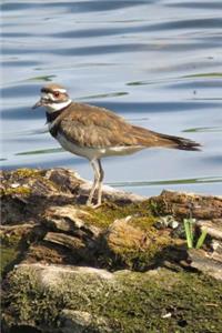 Killdeer Bird Journal (Charadrius Vociferus)