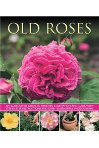 Old Fashioned Roses